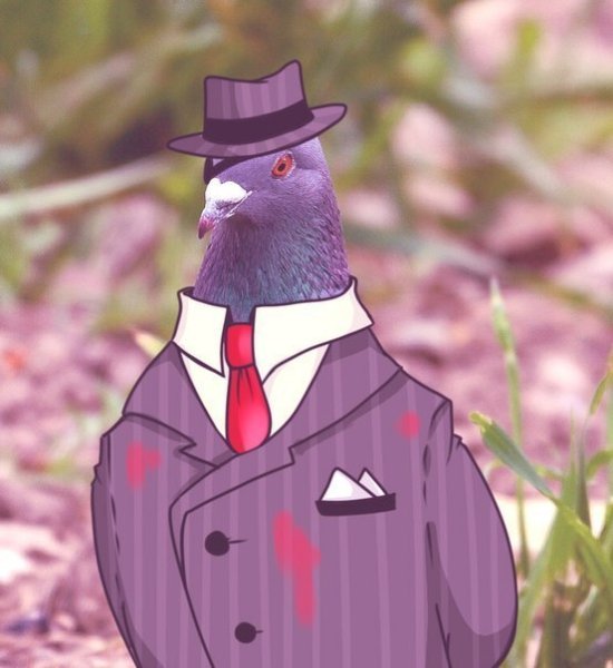 Голубь на аву