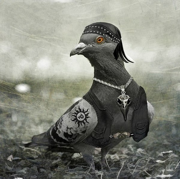 Голубь на аву