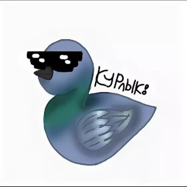 Голубь в очках