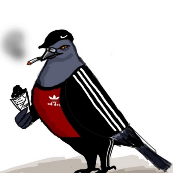Голубь в адидасе