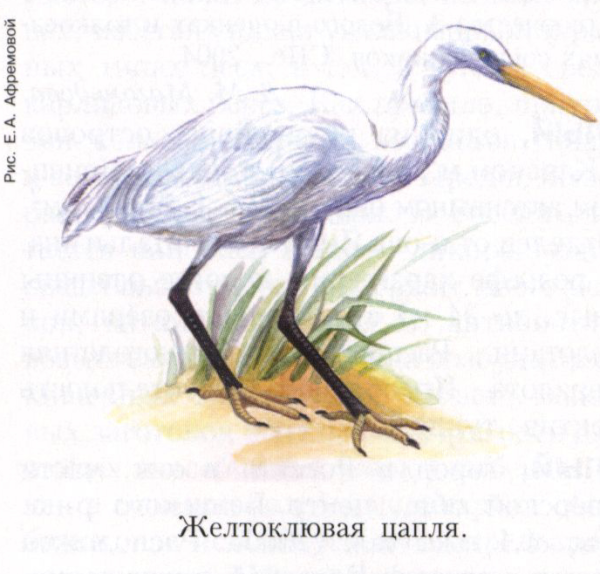 Большая белая цапля рисунок