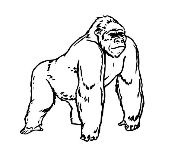 Горилла Кинг Конг раскраска
