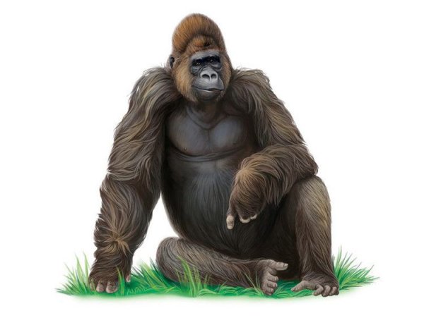 Горилла на прозрачном фоне