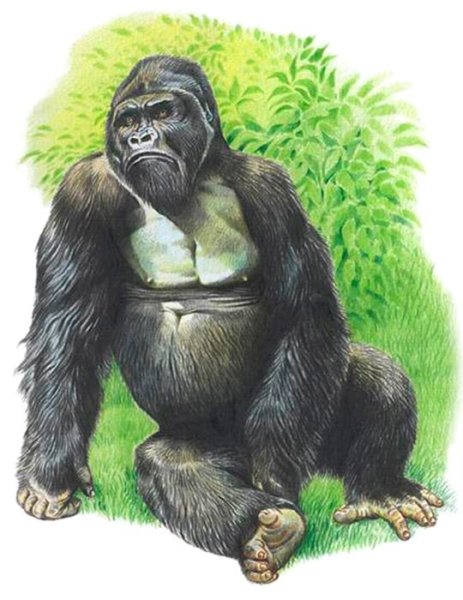 Горилла рисунок