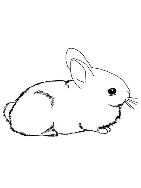 Кролик Минимализм