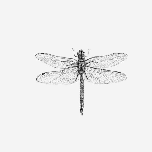 Трафарет Стрекоза для рисования