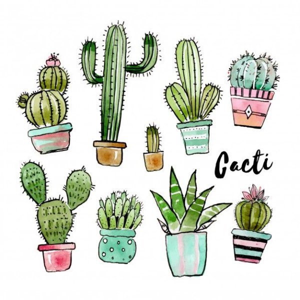 Коллекции для срисовывания кактусы