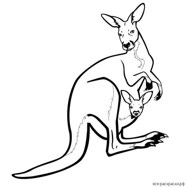 Кенгуру шаблон