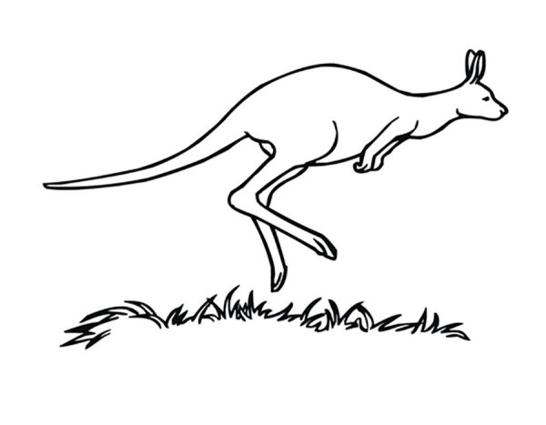 Кенгуру рисунок для детей маленький