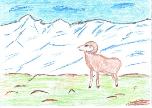 Дикий баран Хетагурова