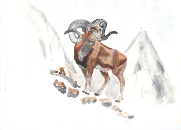 Дикий баран в горах Эльбрус