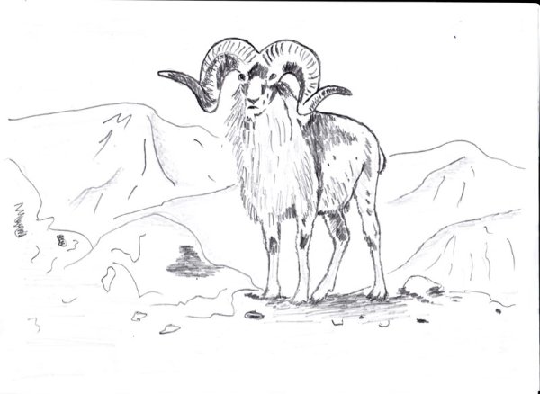 Красная книга России Алтайский горный баран