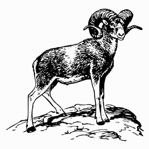 Вектор горный Архар