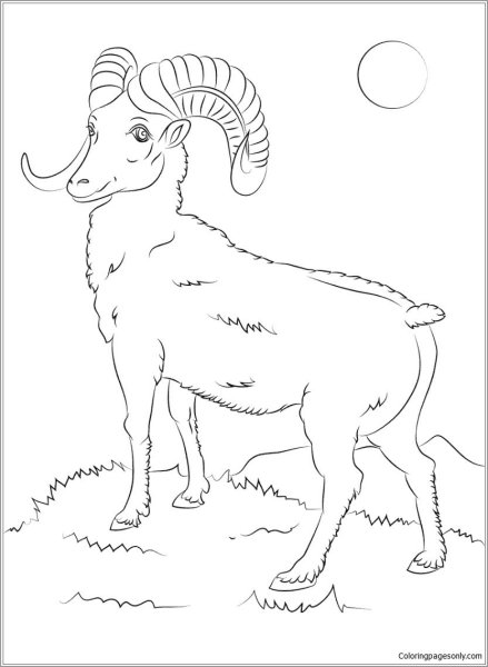 Алтайский горный баран аргали раскраска