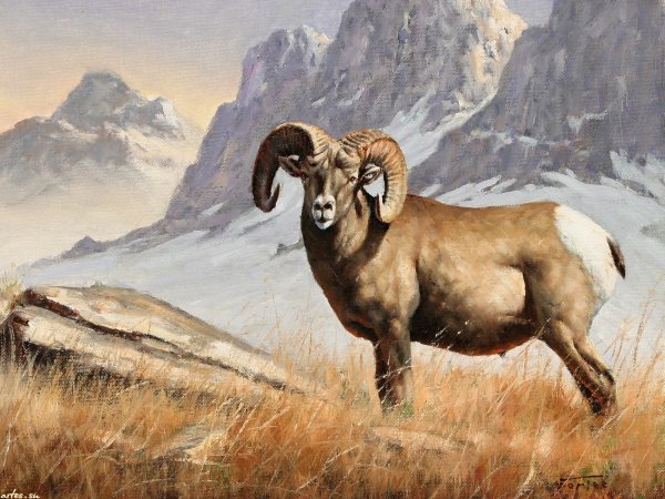 Хетагуров дикий баран