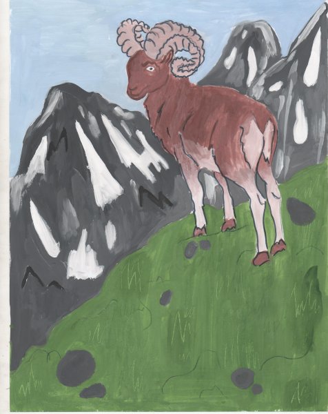 Горный баран Архар рисунок