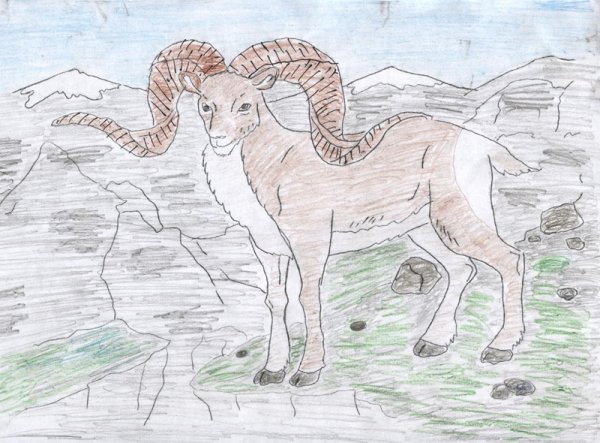 Иллюстрация к стихотворению Хетагурова Джук тур