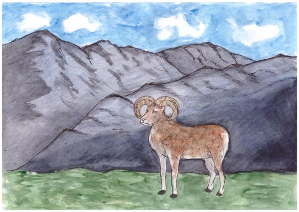 Аргали Алтайский горный баран рисунок детский