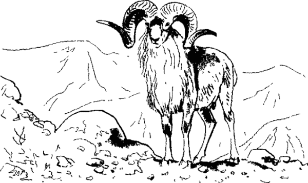 Хетагуров Джук тур иллюстрация