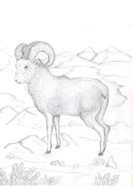 Алтайский горный баран аргали рисунок