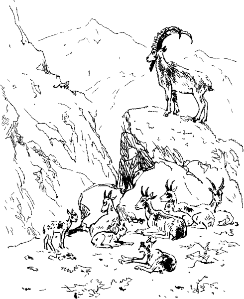 Горный козел раскраска