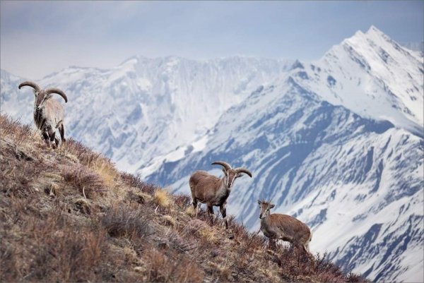 Баран козел Гималаев