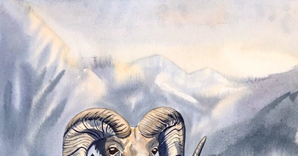 Горный баран на Эльбрусе