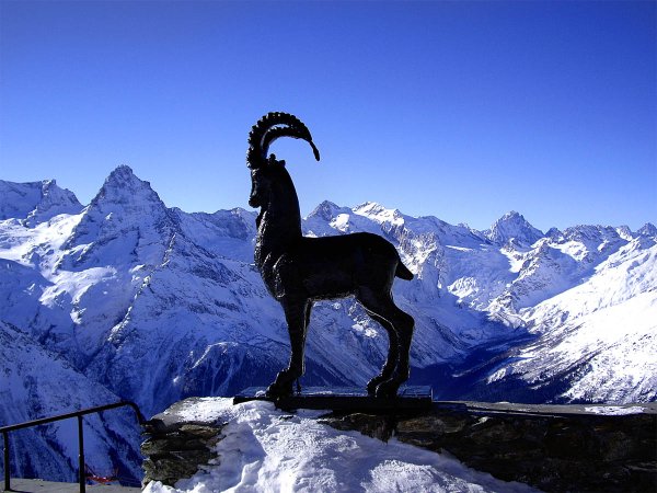 Горный козел Тоскана