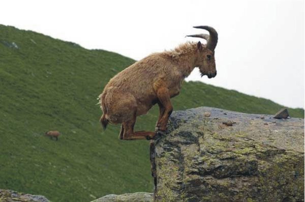 Чукотский горный баран