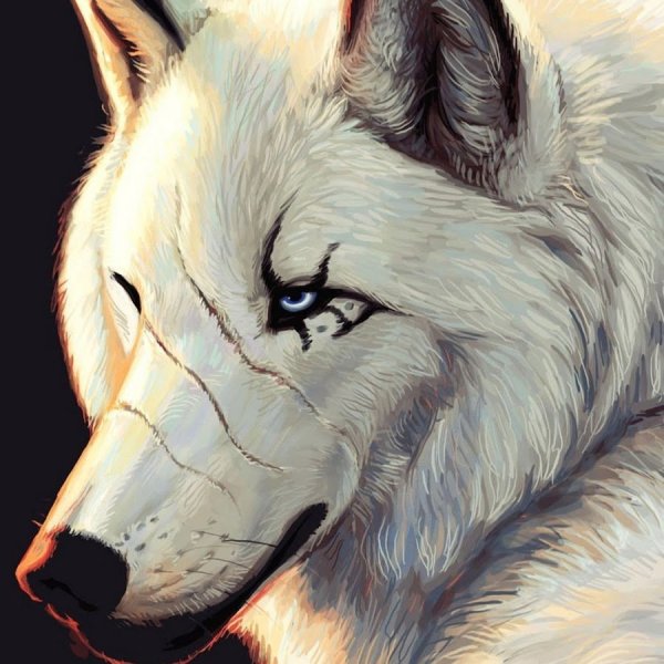 Волк карандашом