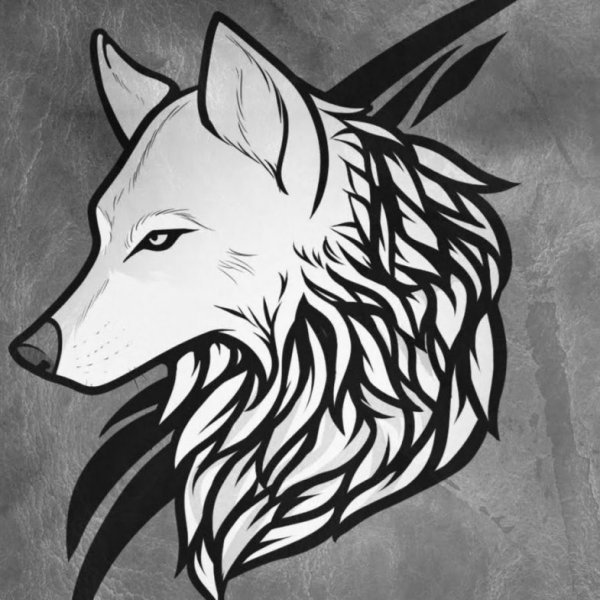 Рисунок волка карандашом для срисовки