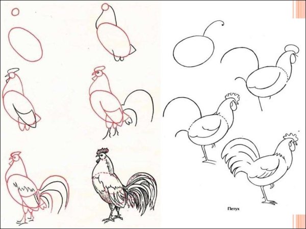 Раскраска петушок для детей 3-4 лет
