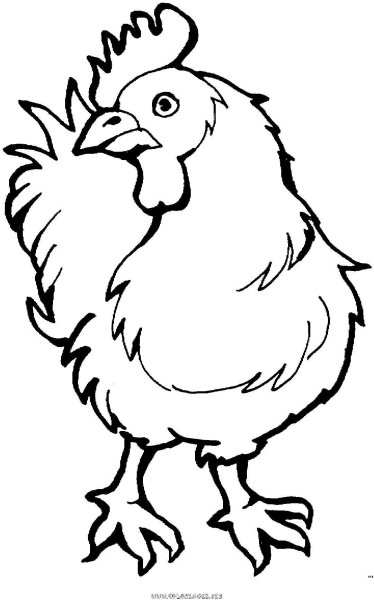 Курица и петух раскраска