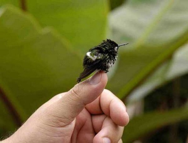 Пчелиная птичка зунзунито