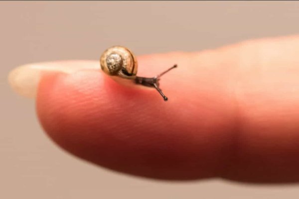 Angustopila dominikae улитка