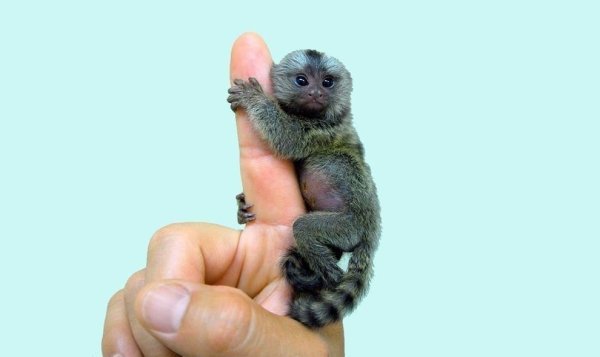 Маленькая обезьянка мармозетка