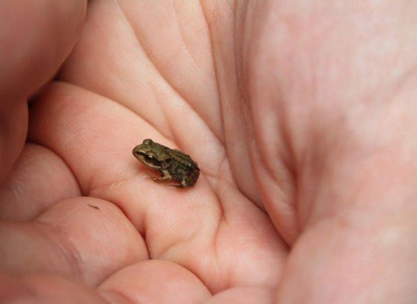 Paedophryne amauensis