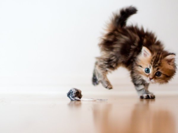 Маленький котенок