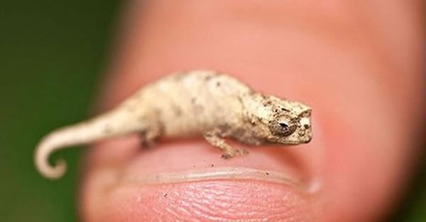 Брукезия Микра