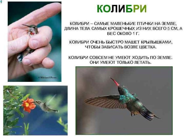 Колибри краткое описание для детей