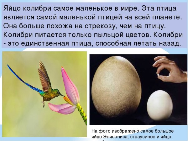 Интересные факты о Колибри