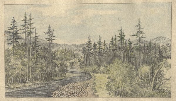 Тайга иллюстрация