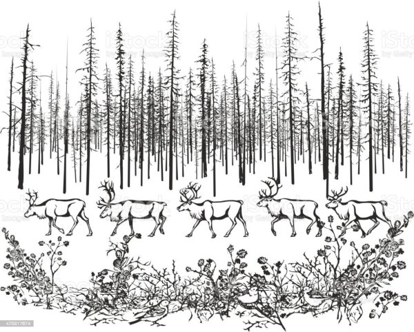 Тайга рисунок