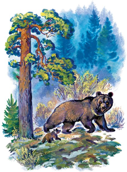 Сладков Лесные сказки иллюстрации