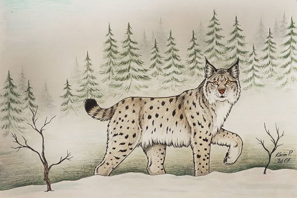 Тайга рисунок