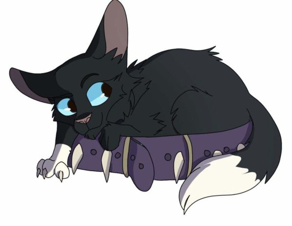 Коты Воители Бич