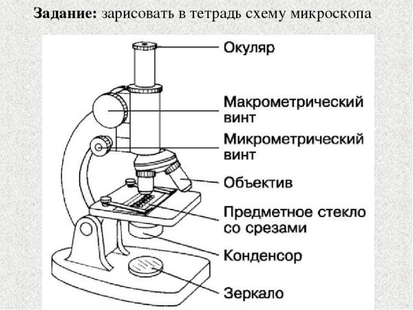 Микроскоп вид сбоку чертеж