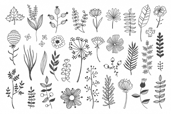 Зарисовки трав и цветов лёгкие