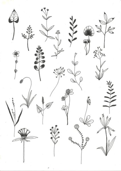 Растения Минимализм рисунок