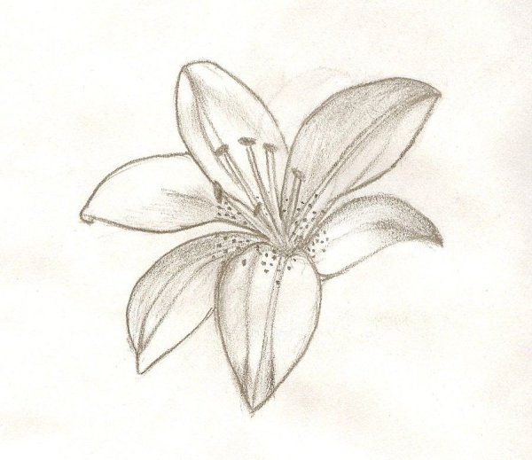 Лилия для срисовки легкие